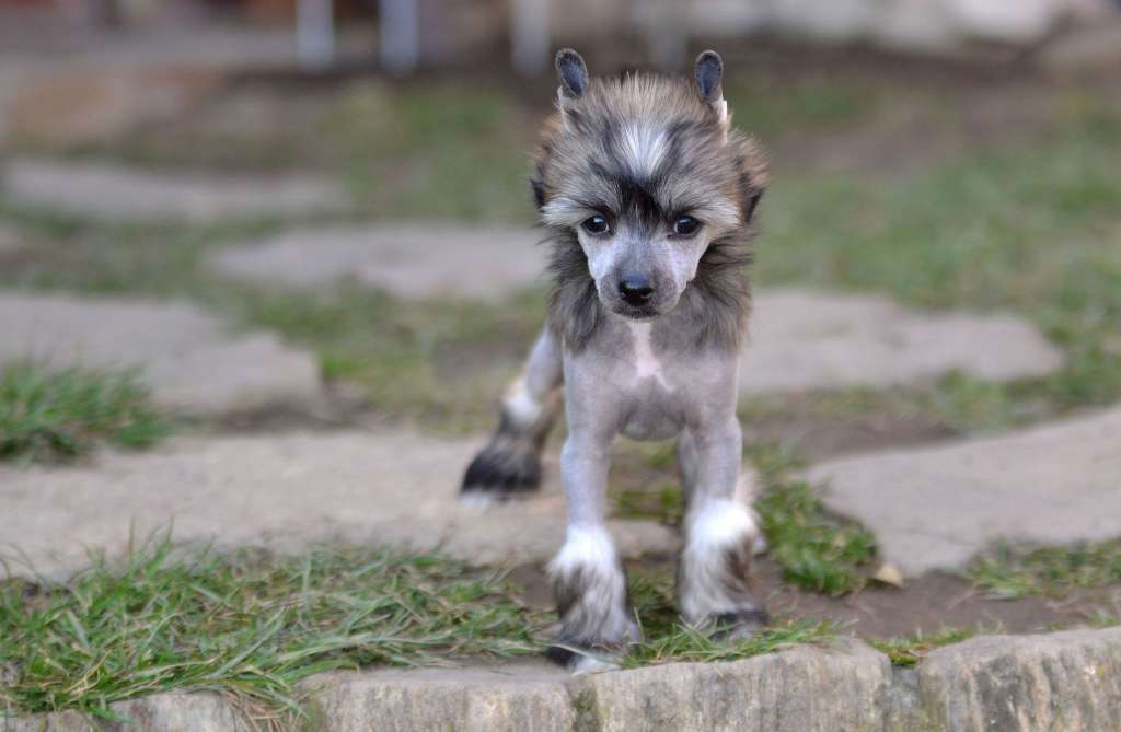 Maverick Akwen Jemalle