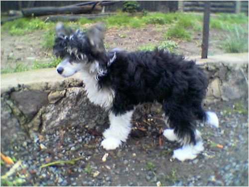 Oktawia Orka Amitycja