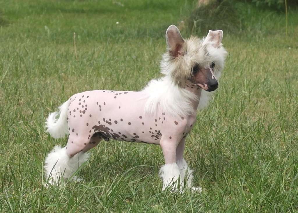 Mano Ponis Respectus