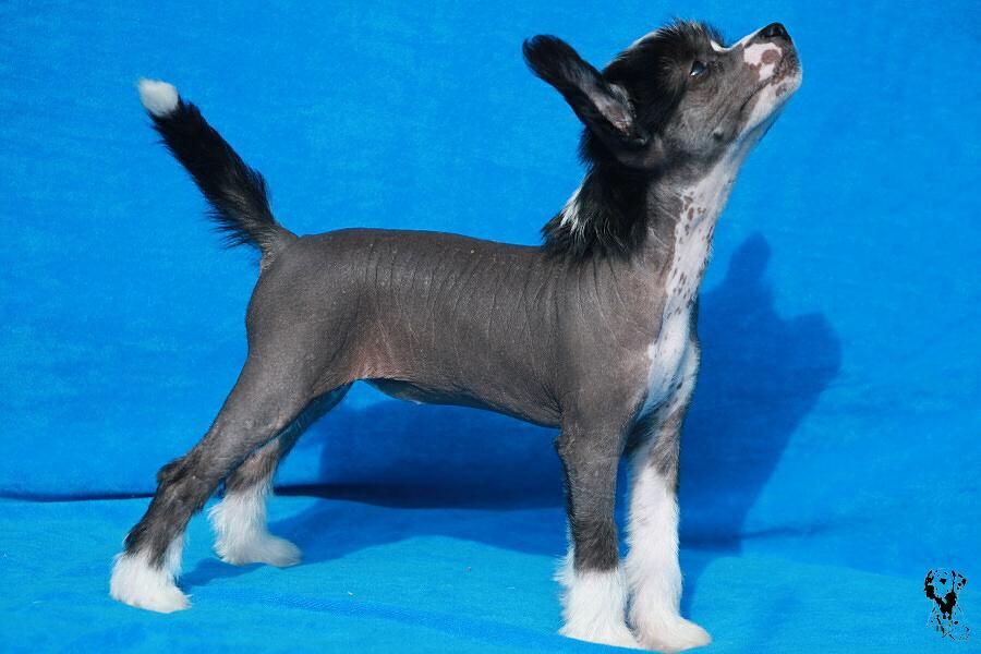 Carmen Rodinna pouta