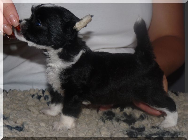 Fundoklia-völgyi Kaszanics Graciella