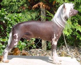 Moonswift Hard Act To Follow