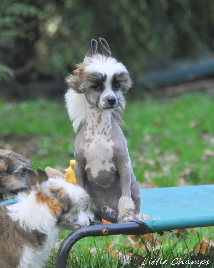 Phénix Little Champs