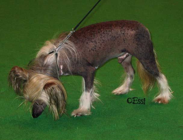 Canterkhan Quest For Glory