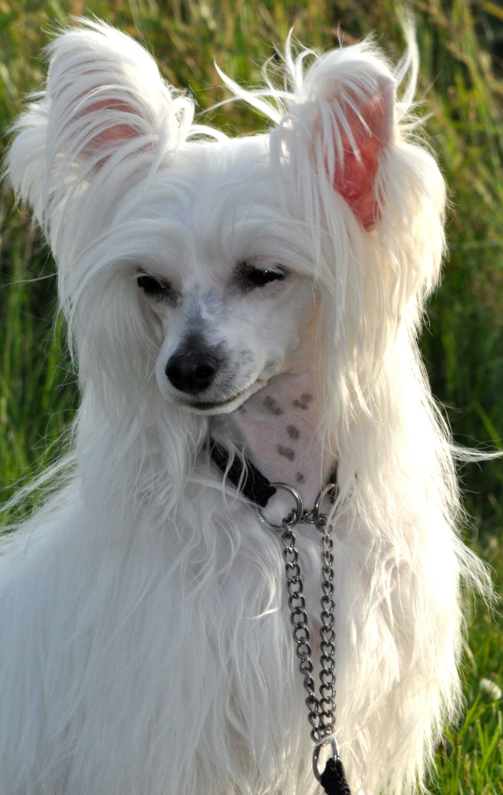 Neddies Beauty Of Blond