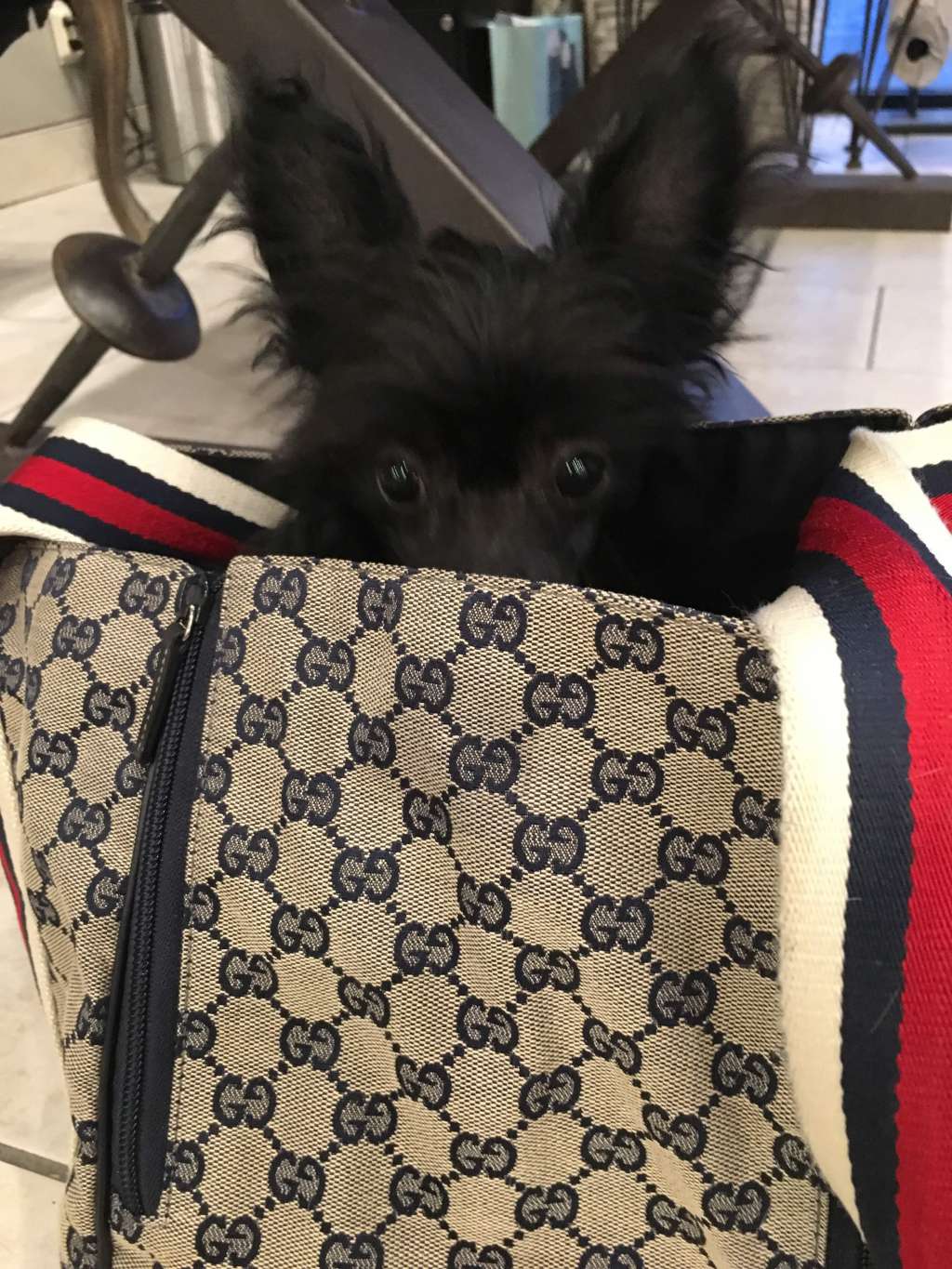 Pride of the night Celerity