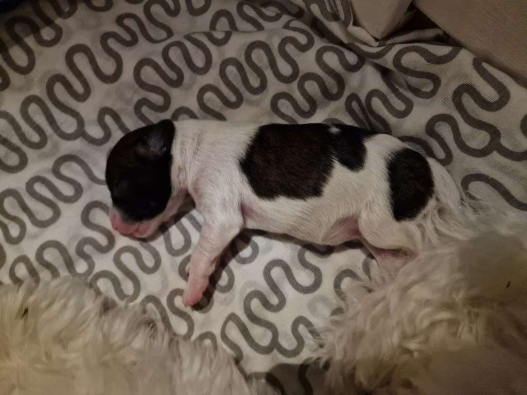 Carpe Canibus Mission Of Love