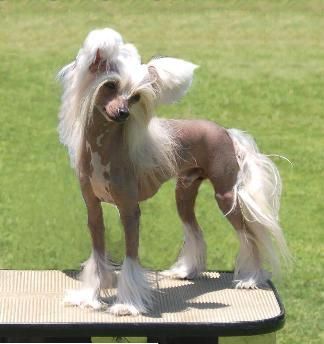 CH Holliwould Pretty Boy