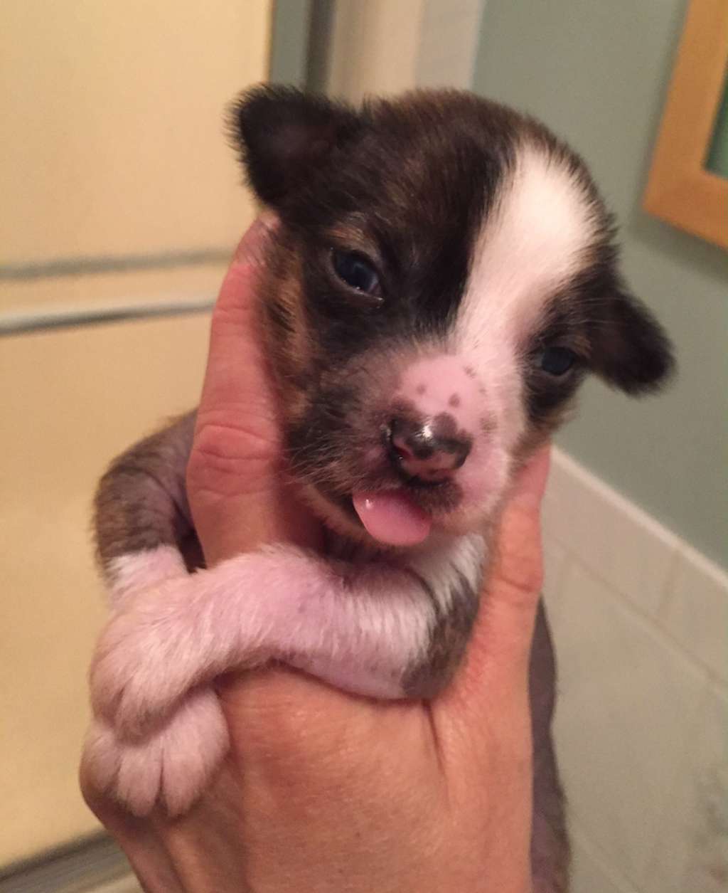 Jewels Head Over Boots