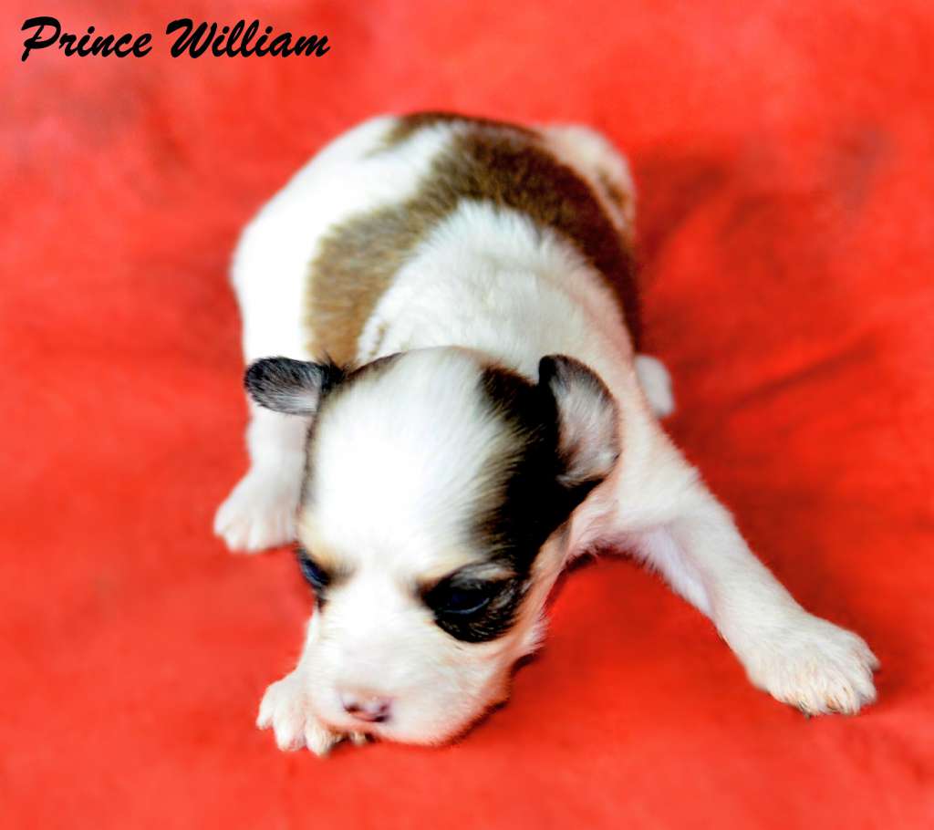 Legion Of Dream Prince William