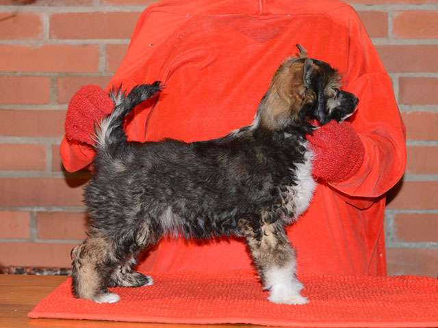 Sasquehanna (fci) Pustynna Burza