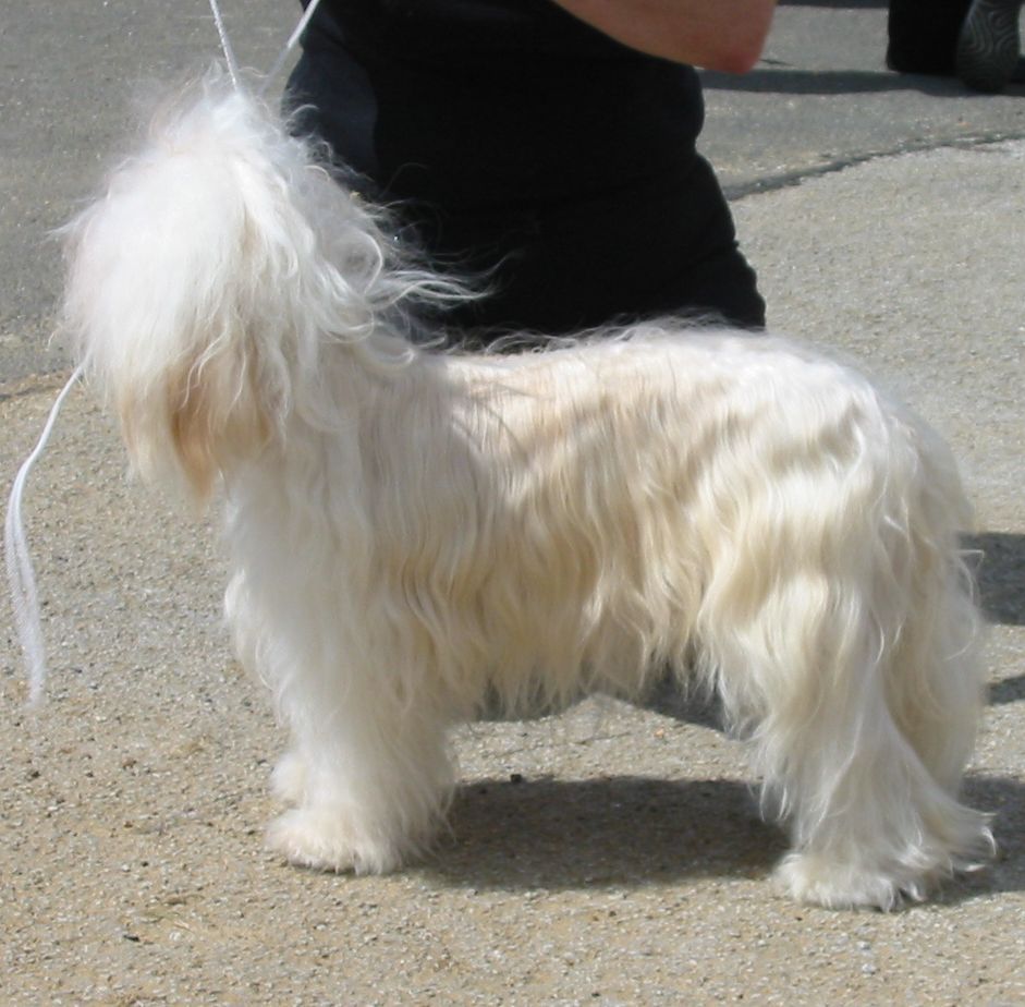 Tamarsh Mystic Dream