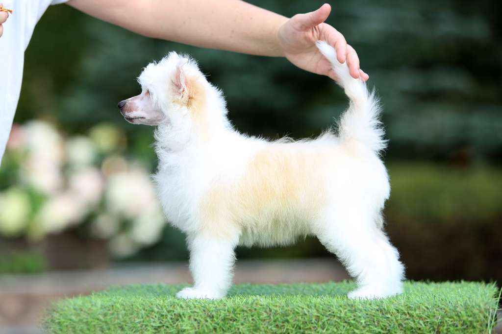 Incanto Del Mondo De Beers