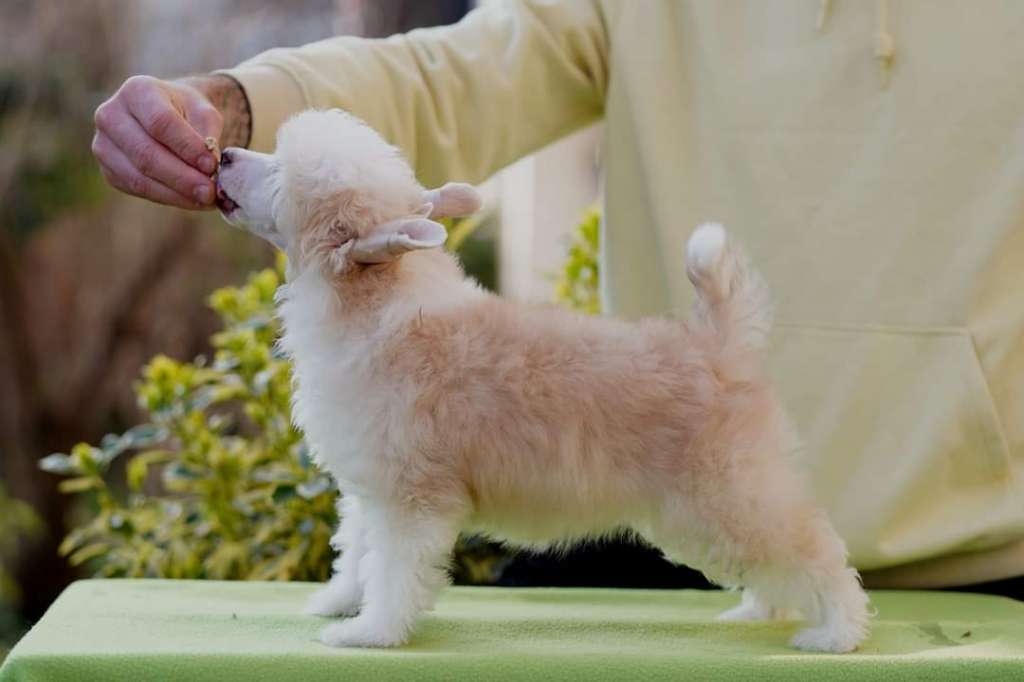 Licky Lips Tender Love