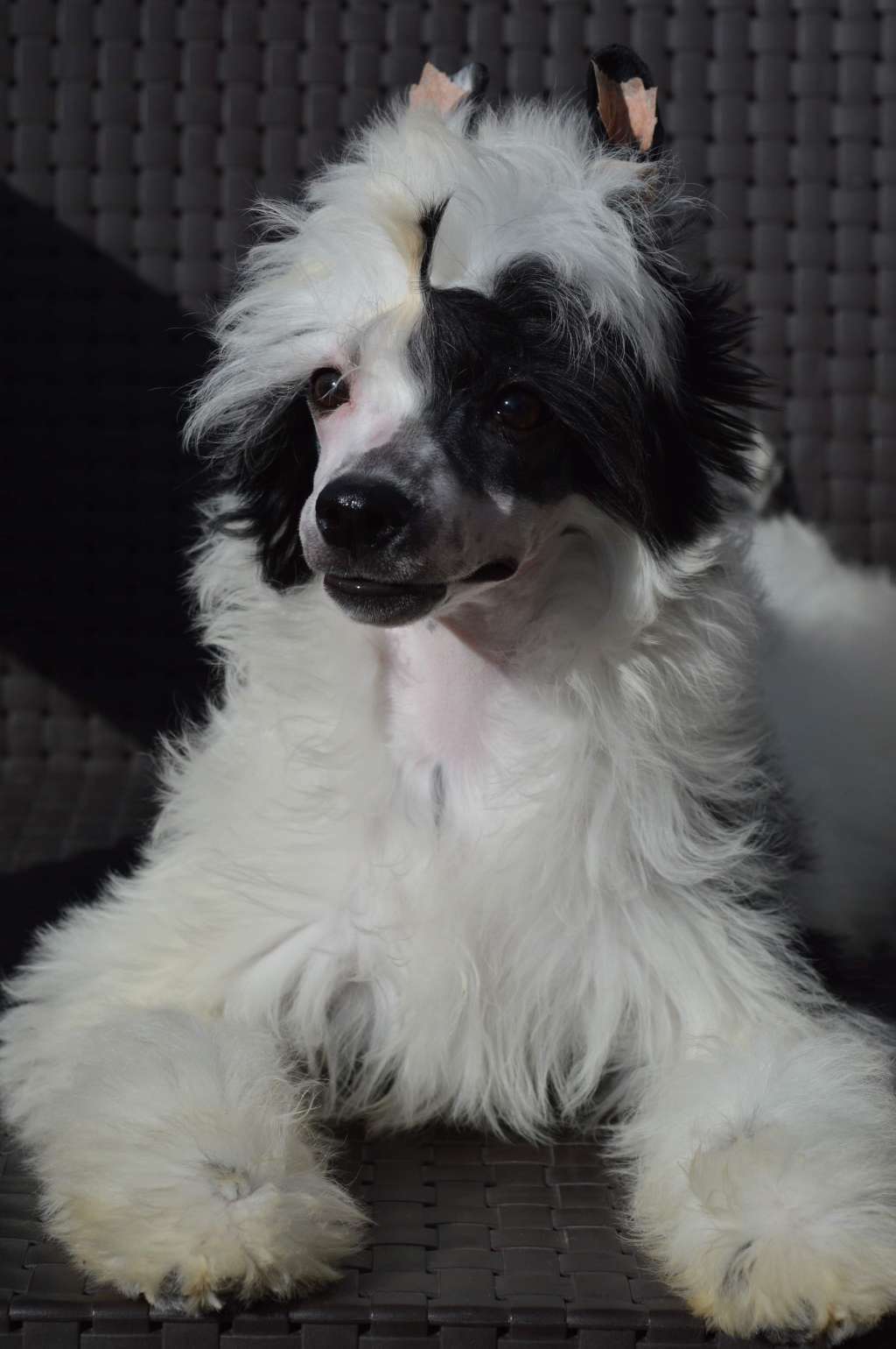 Magnus Staff Factor X