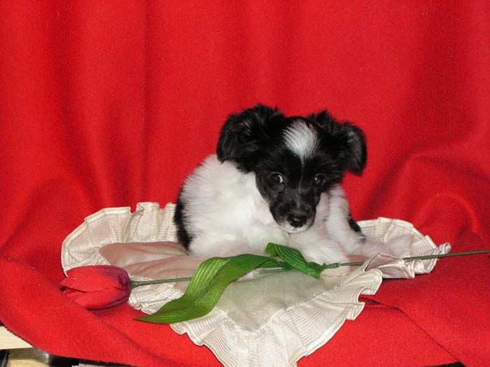 Cleon Diamont z Valasskeho raje