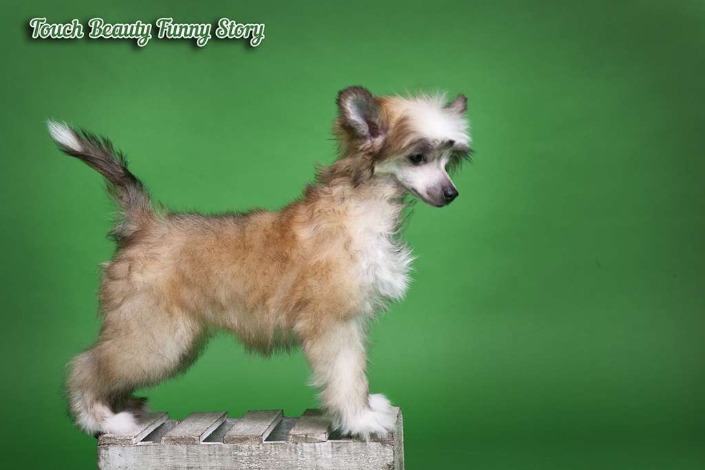 Touch Beauty Funny Story