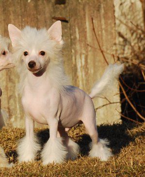 Golden Diamond Cresteds Banksy