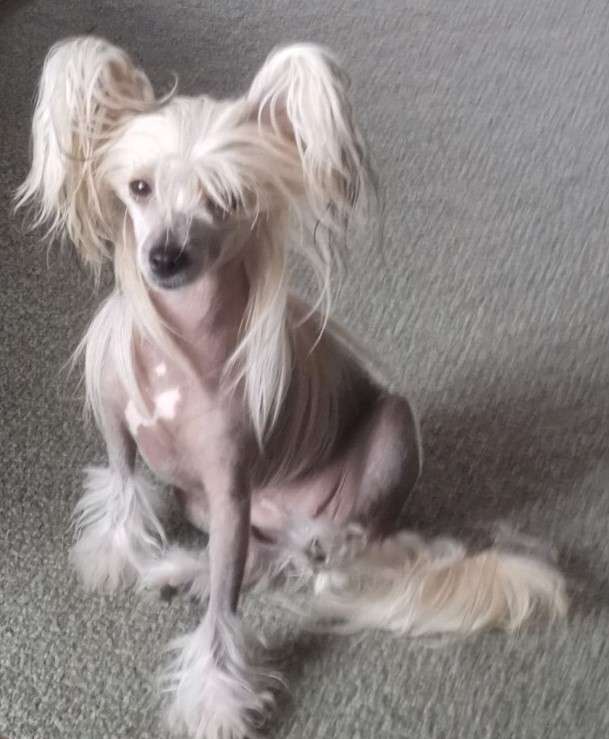 Scherzando Miss Marples