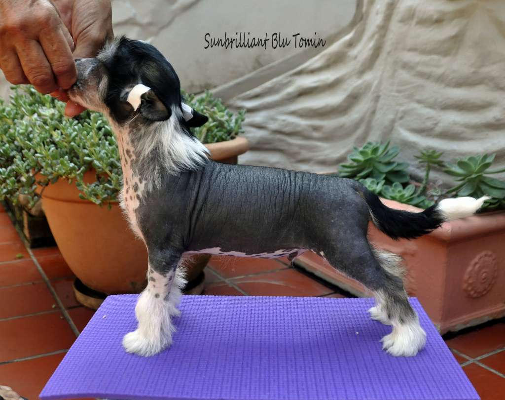 Sunbrilliant Blu Tomin