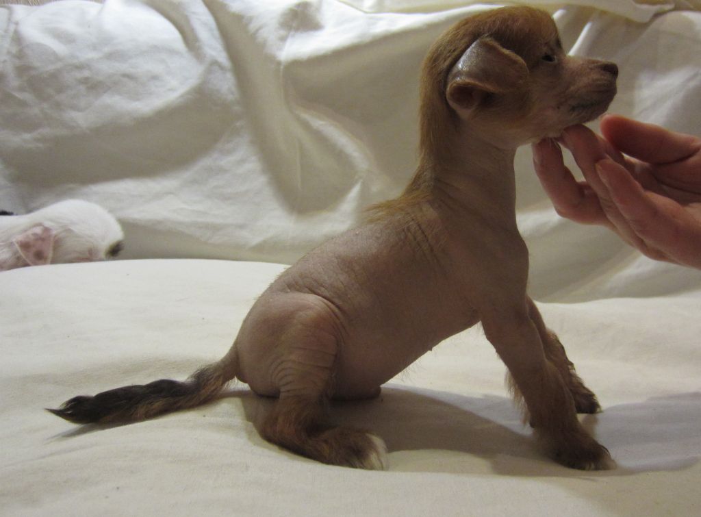 Sspoloch Show Ray Of Hope