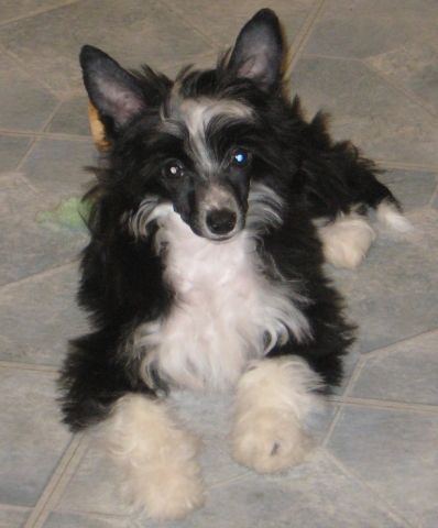 Princess Belle Doggie Leibow