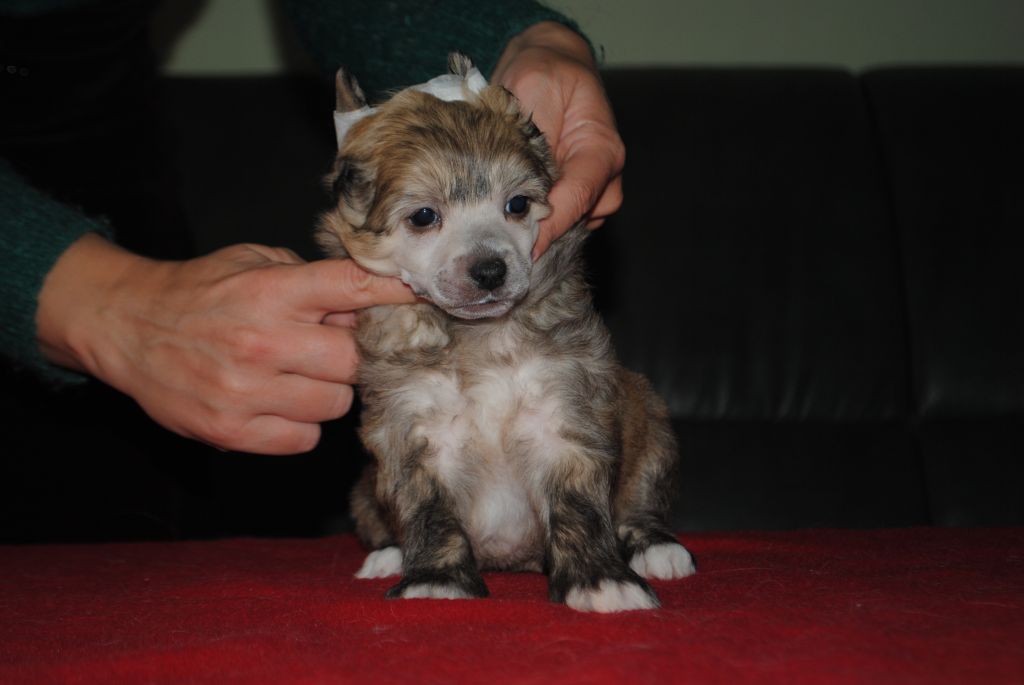 Jimenez Z Lowickiego Ksiestwa