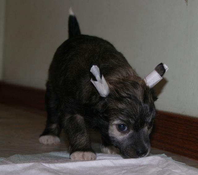 Sky Miracle Enviable Chevalier