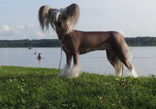 Pideraq's A la Moscitodenuudel