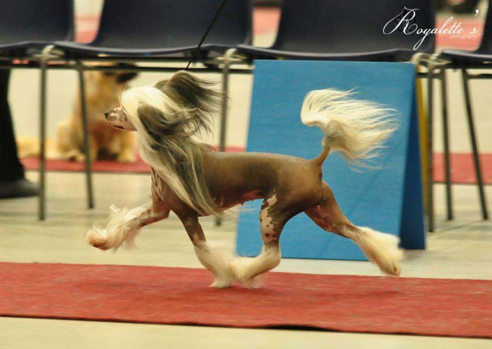 Viuvaun Kimpale Kultaa