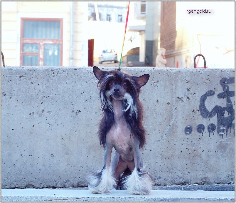 Irgen Gold Nora Nice