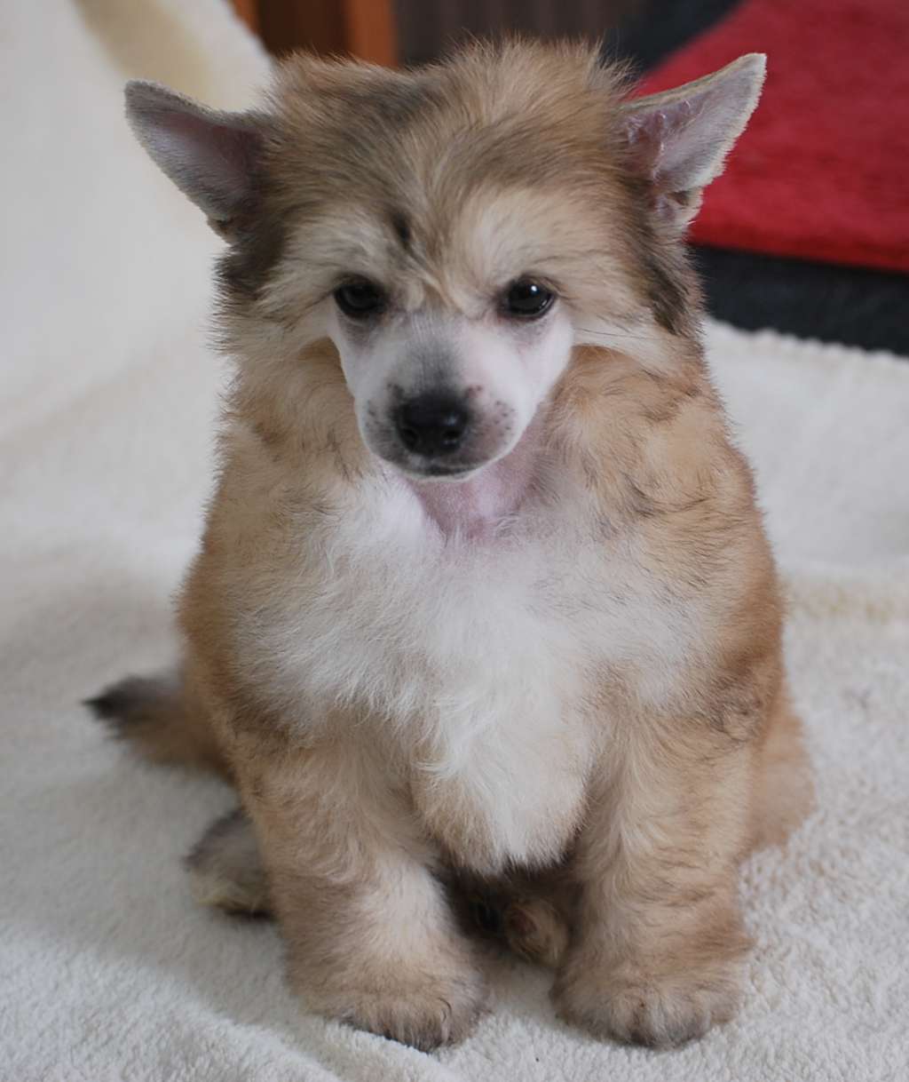 Little Dog Of Dream Mr Captain