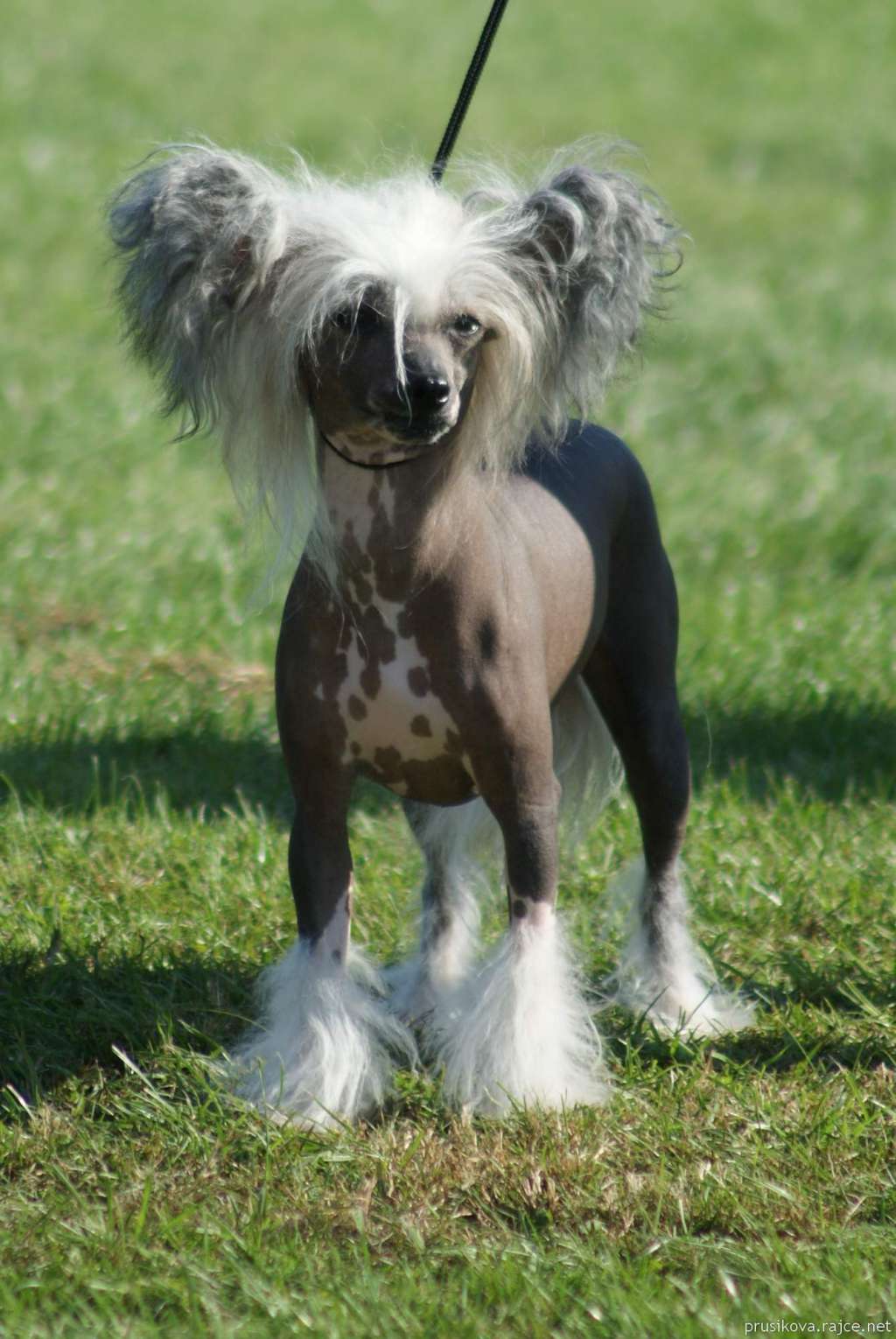 Della od Zlateho moku