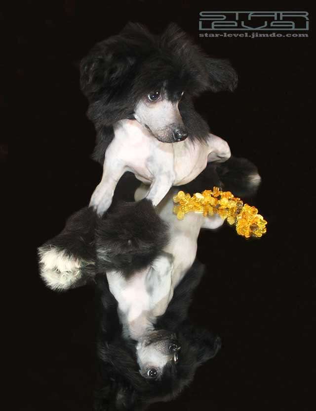 Star Level Blak Orhid