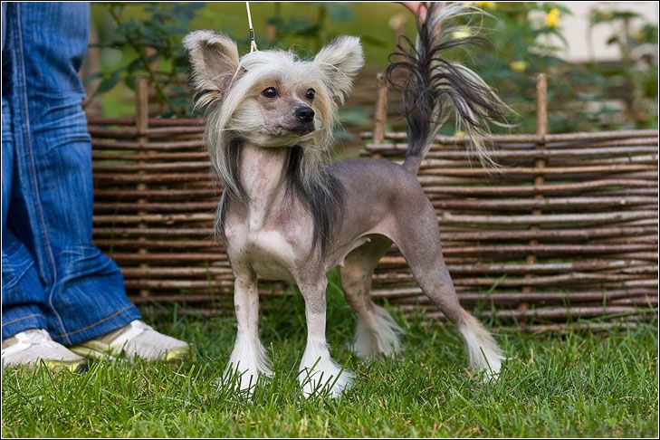 Dogland Happy Yamaha