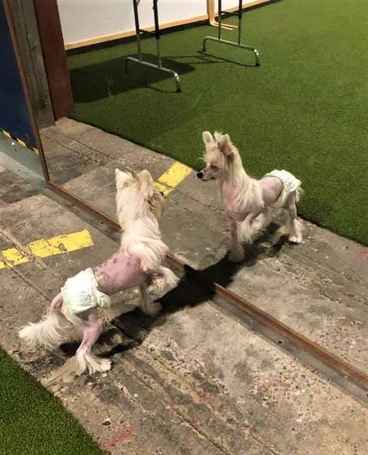 Miniatura Club Unique Blue Diamond