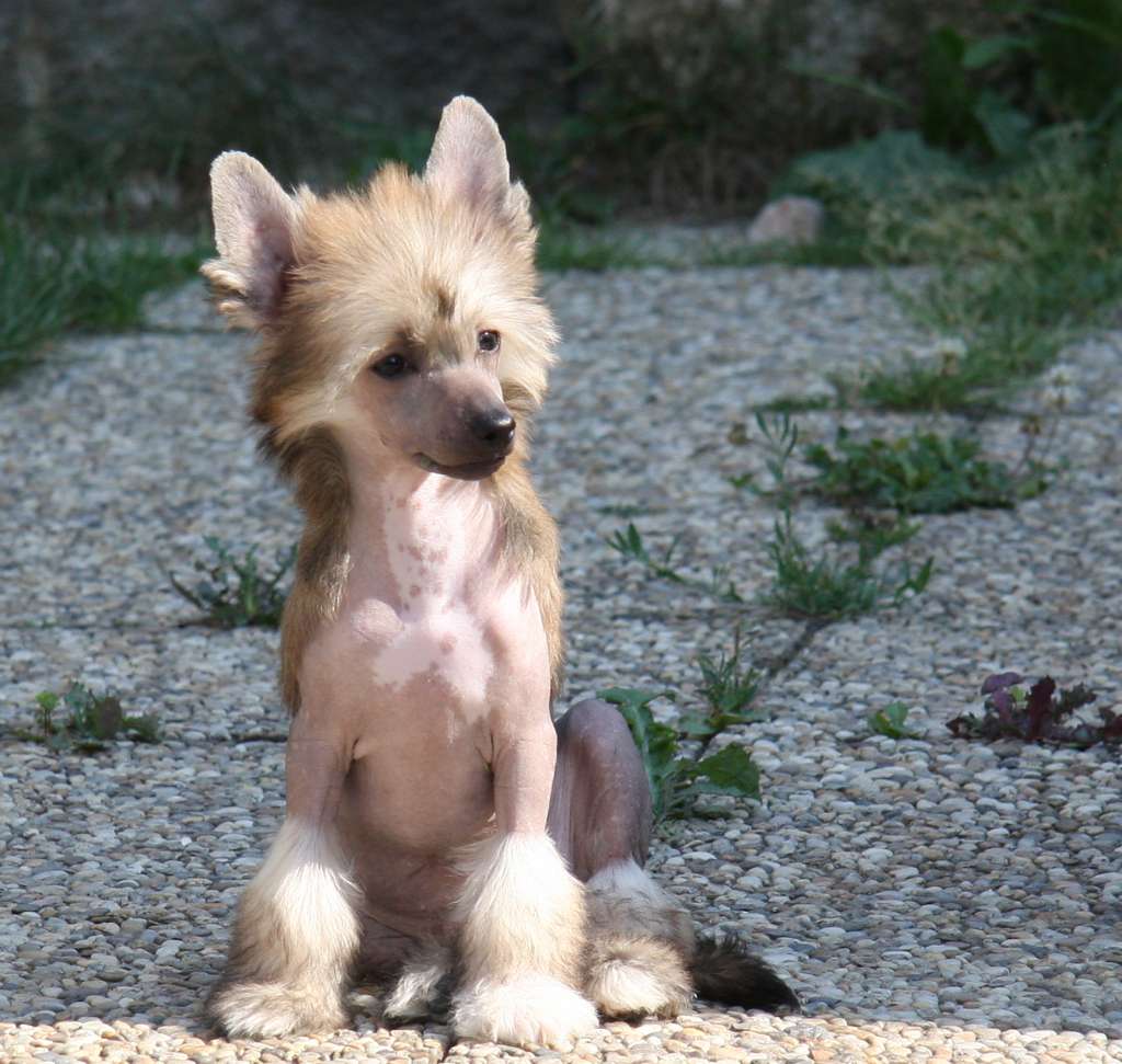 Lady Carnegie Queen Malverne