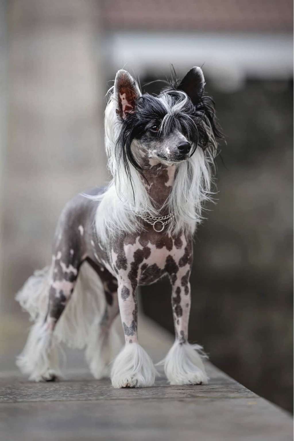 Be Mine Princes de la Roses