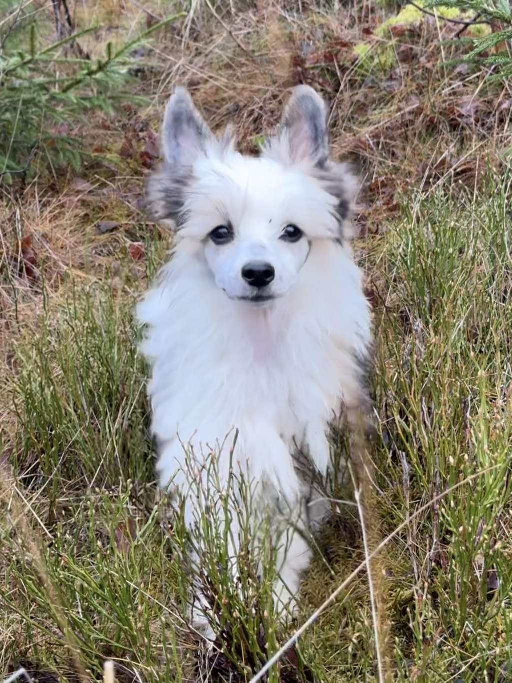 Proud Pony Hallelujah