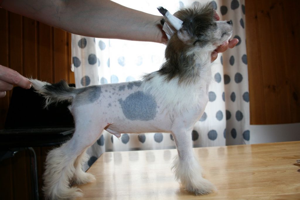 Bella Konstanta Yventus