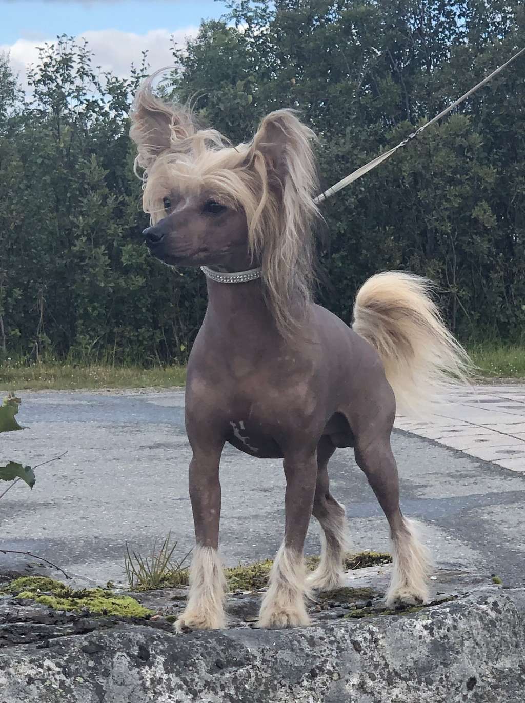 Artic Flyer's Victory Royale