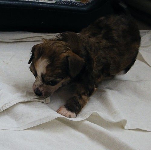 Neelie  Garden Roses