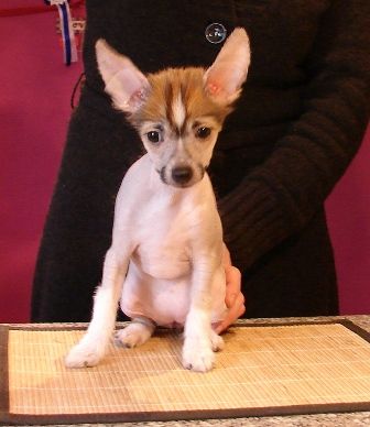 Carmel Chocolate Salsa