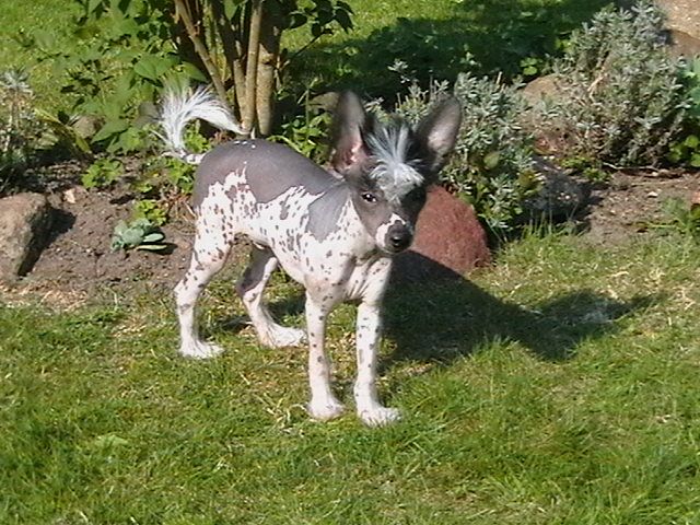 Belsebubs Daitan Na Payaz