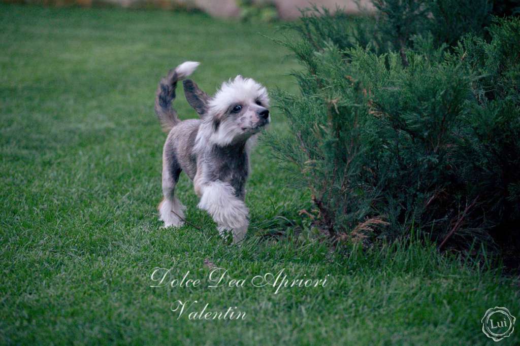 Dolce Dea Apriori Valentino