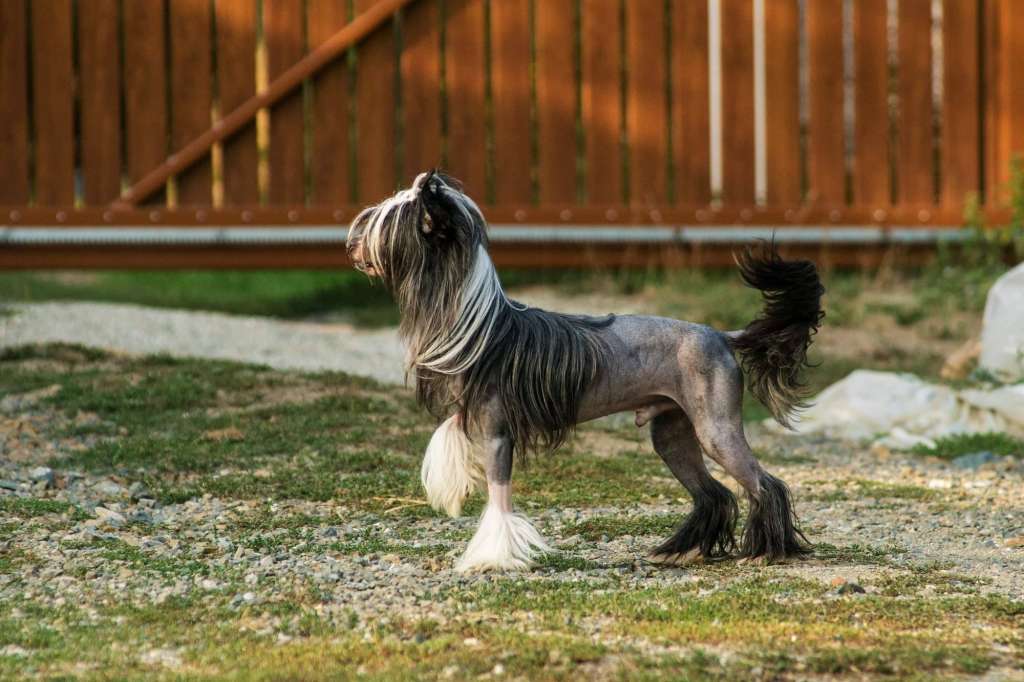 God of Love -  Didi z Valdorfskych lesu