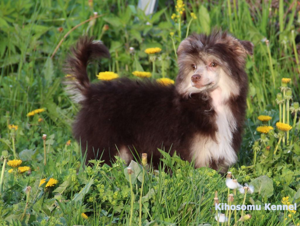 Kihosomu Galifat Choko