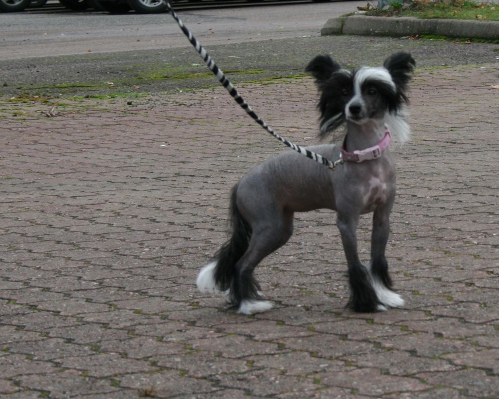 Pudervippans Aamukasteen Nancy