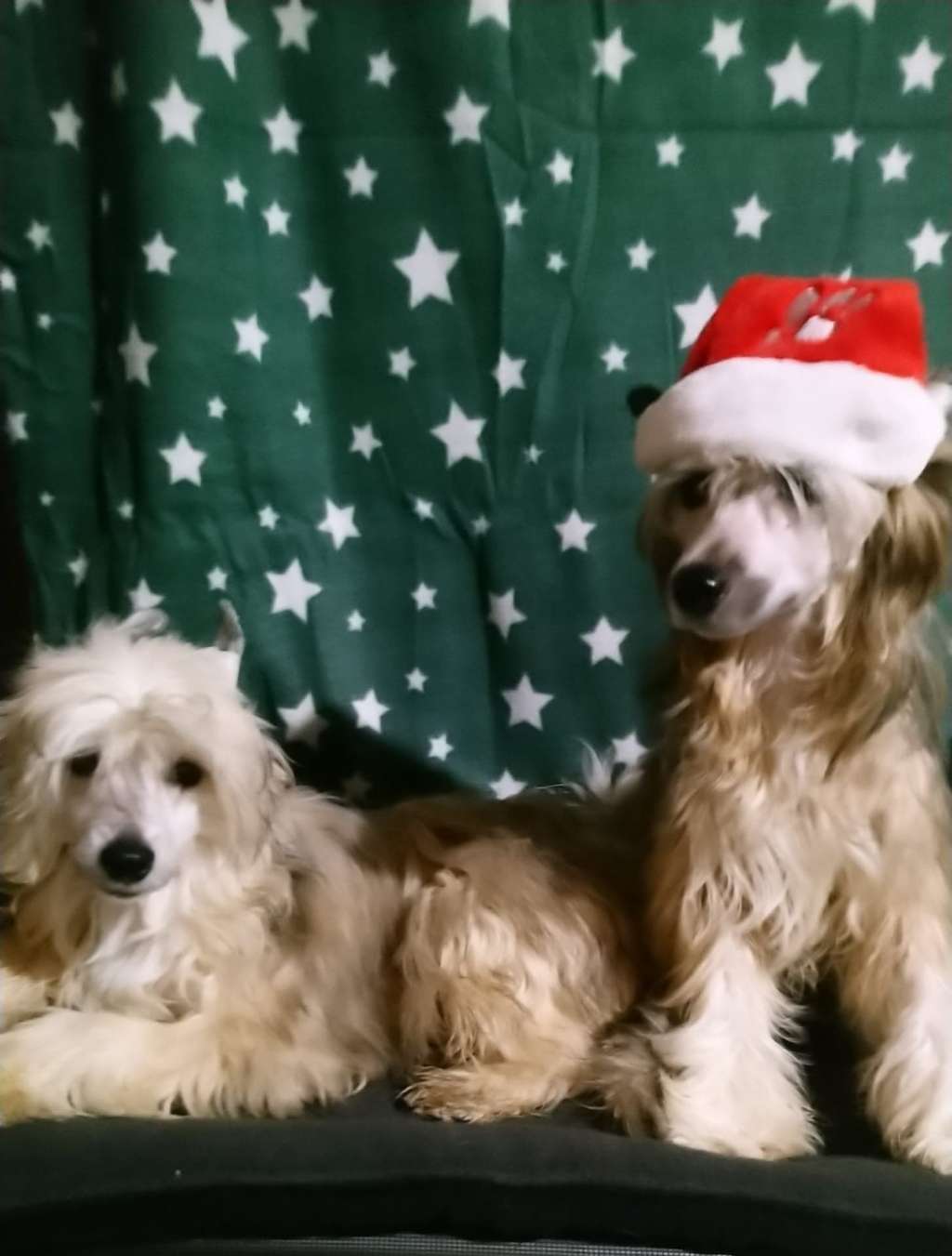 shirley of the loving dols