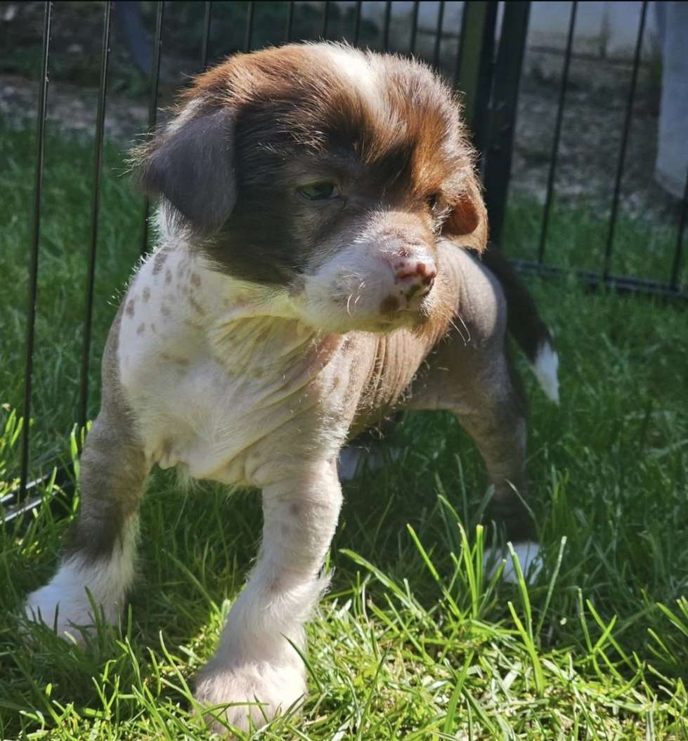 Saraasar Jaadoo Arcade Fire